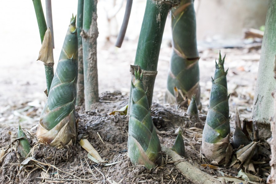 Quelle est la profondeur des racines de bambou ?