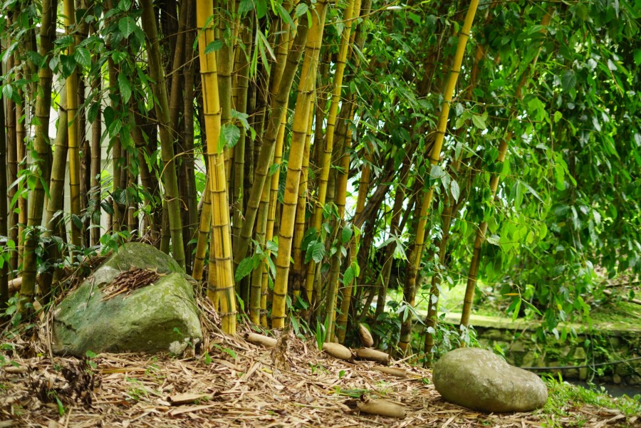 Quels sont les bienfaits de la racine de bambou pour la santé ?