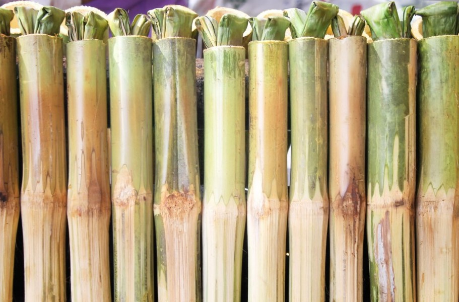 Tout savoir sur la racine de bambou : votre allié santé idéal